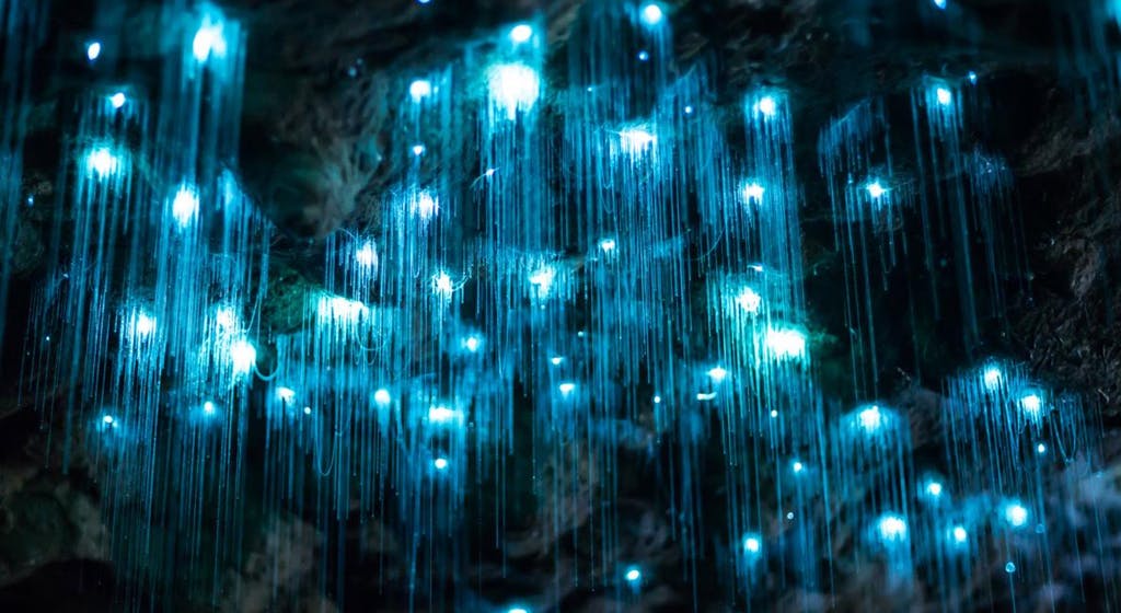 hanging glowworms waitmoto cave new zealandngsversion1475778615251adapt11901