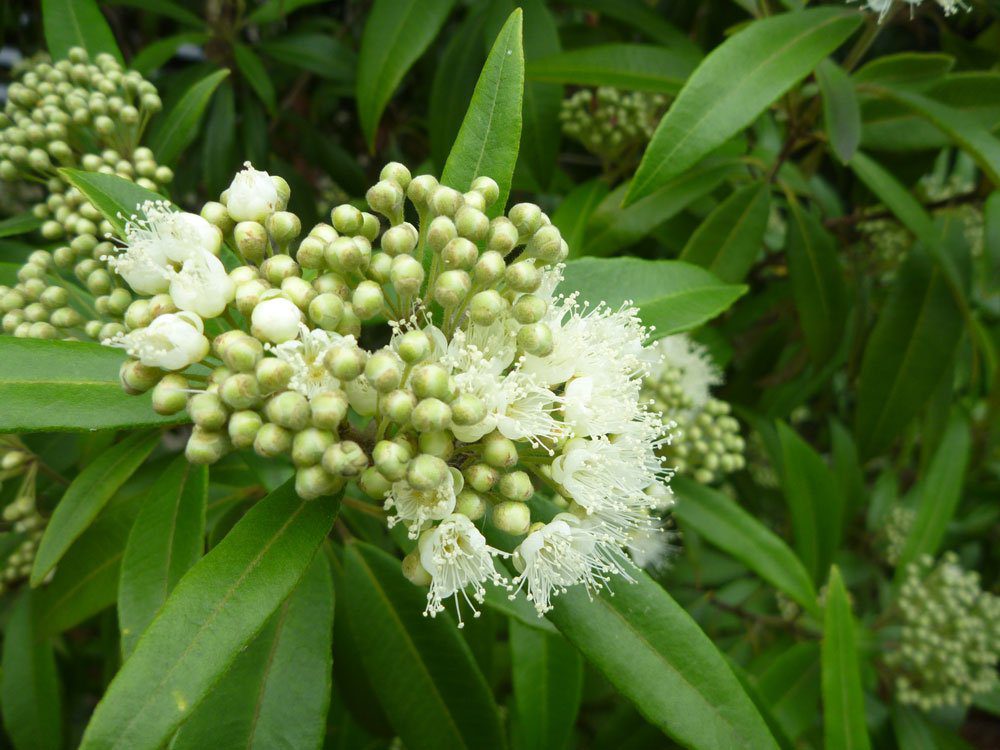 lemon myrtle web