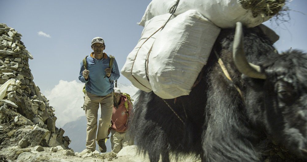 sherpa 69 phurba tashi with a yak