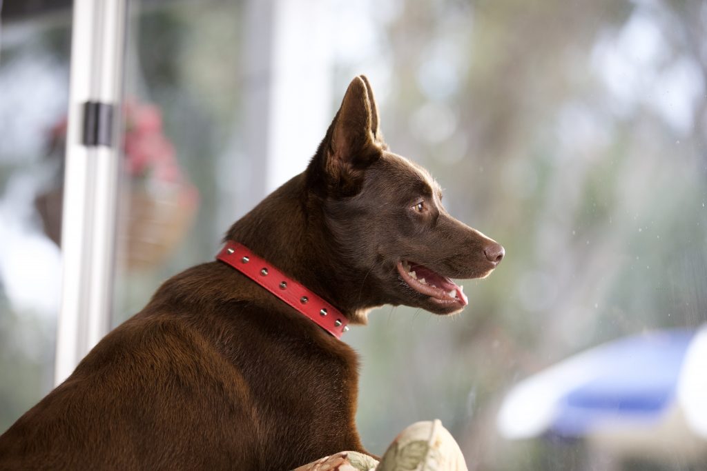 Hero as Koko looks out the window