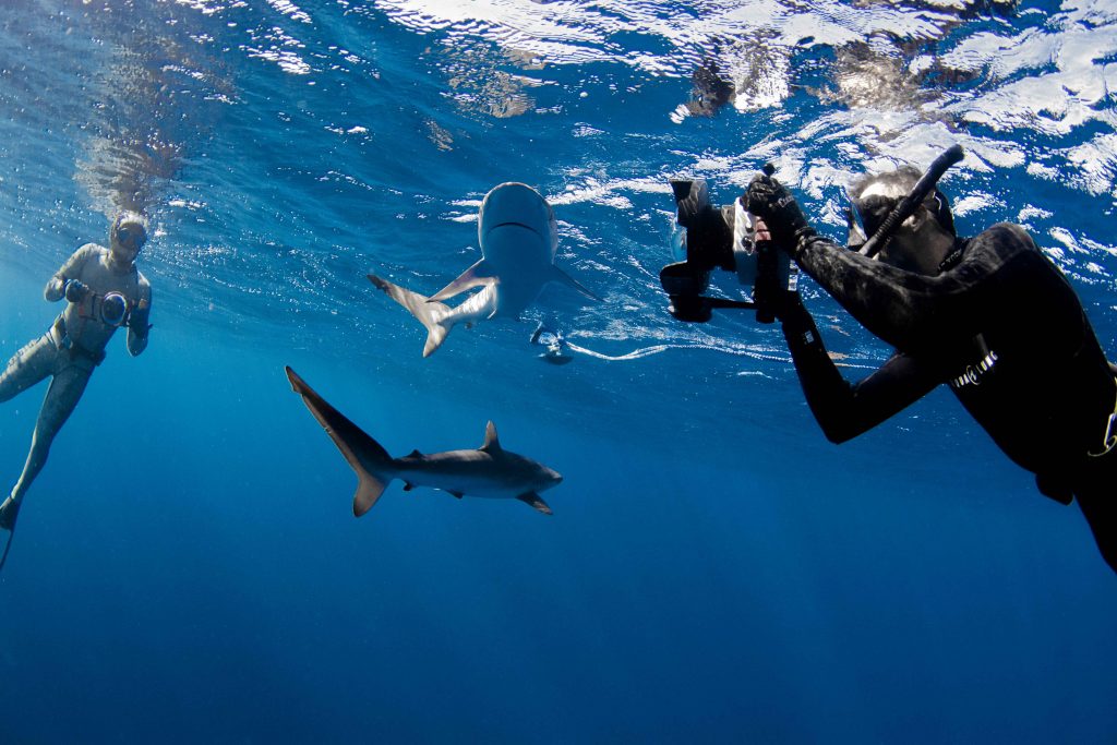 envoy shark cull film