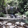 mt tamborine rainforest walks near brisbane